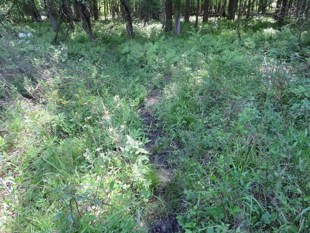 4670 Rescue Road Grant Township MI 48754