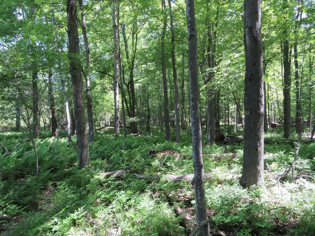 4670 Rescue Road Grant Township MI 48754