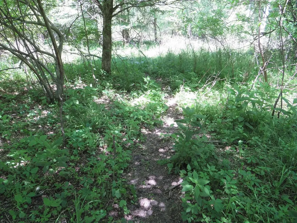 4670(B) Rescue Road Grant Township MI 48754