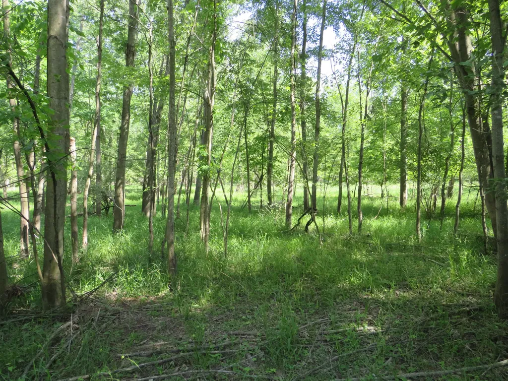 9593 Oakley Road St. Charles Township MI 48655
