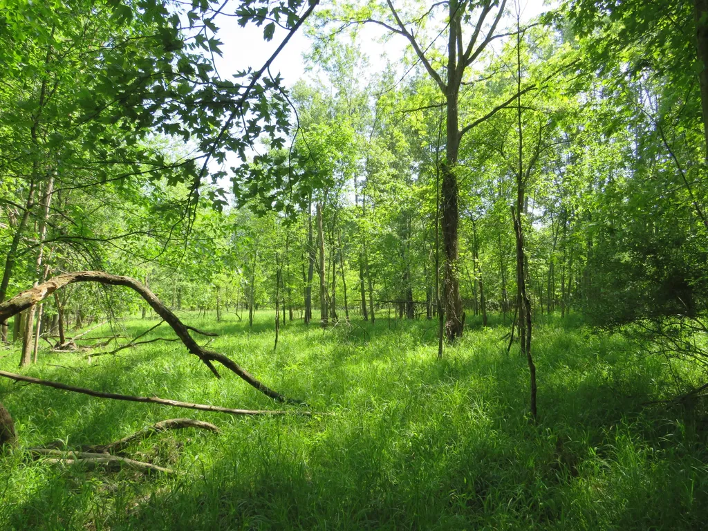 9593 Oakley Road St. Charles Township MI 48655
