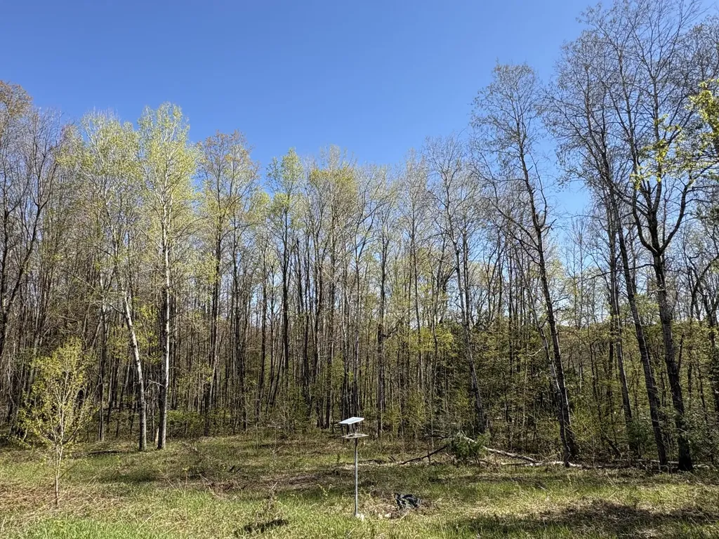 11904 E 8th Street Pinora Township MI 49677