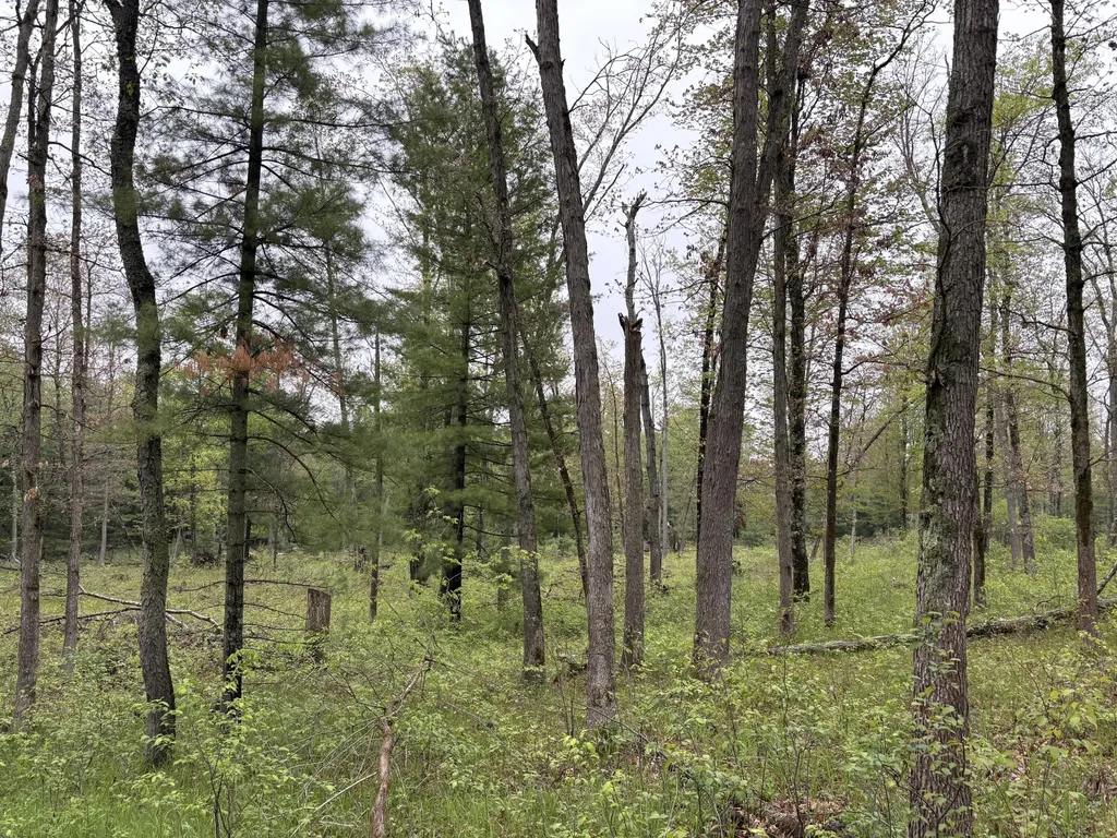 8774 S Star Lake Drive Lake Township MI 49304