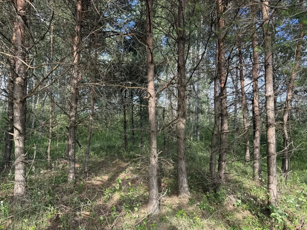 5236 110th Avenue Evart Township MI 49631