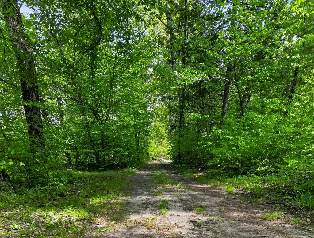 5962 11 Mile Road Beaver Township MI 49309