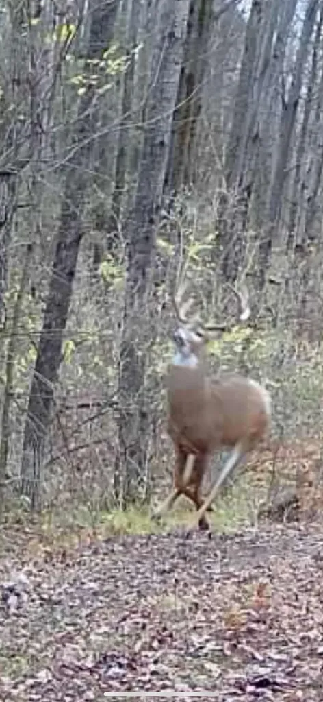 13980 12 Mile Sheridan Township MI 49340