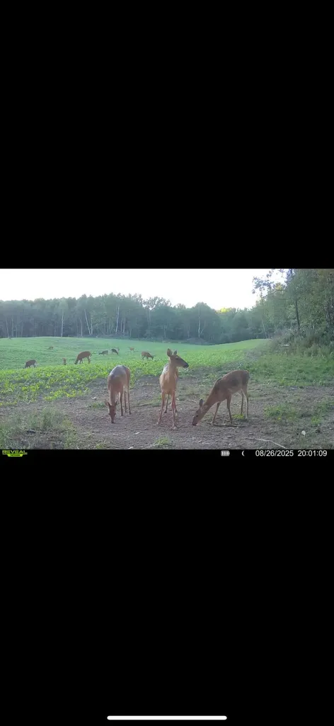 13980 12 Mile Sheridan Township MI 49340