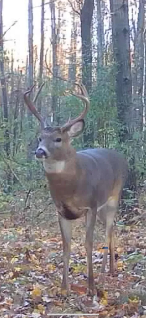13980 12 Mile Sheridan Township MI 49340