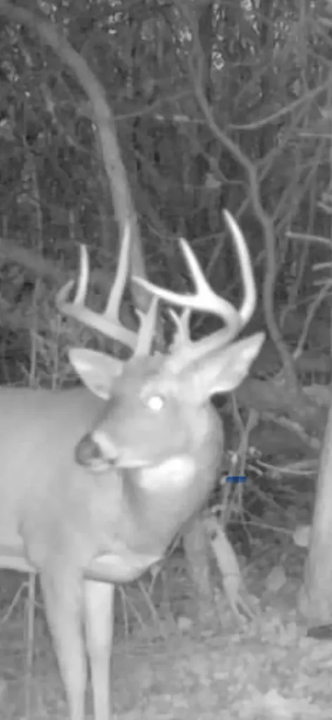 13980 12 Mile Sheridan Township MI 49340