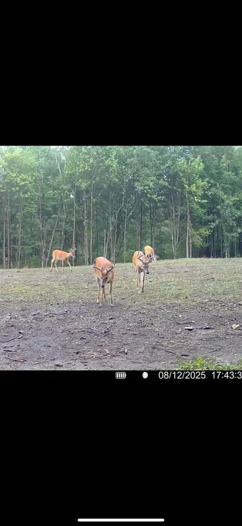13980 12 Mile Sheridan Township MI 49340