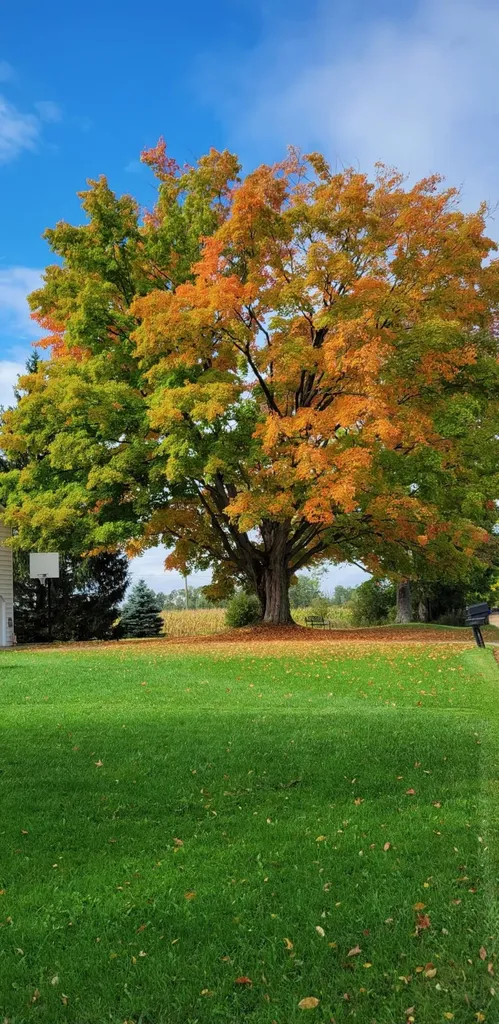 1337 21 Mile Road Fork Township MI 49305
