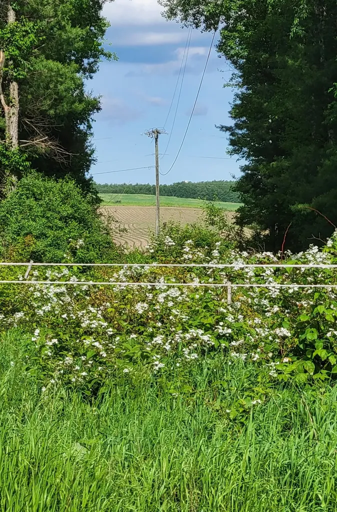 1337 21 Mile Road Fork Township MI 49305