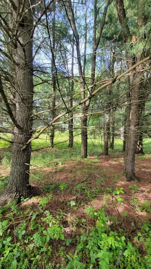 1337 21 Mile Road Fork Township MI 49305