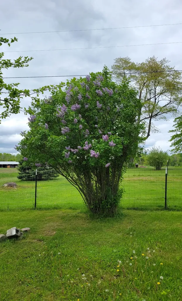 1337 21 Mile Road Fork Township MI 49305