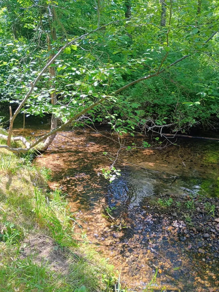 167 Mill Road Millbrook Township MI 49310