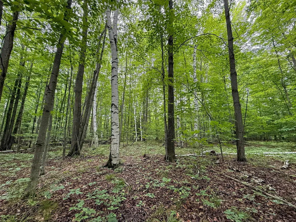 5070 W Sanborn Road Forest Township MI 49651