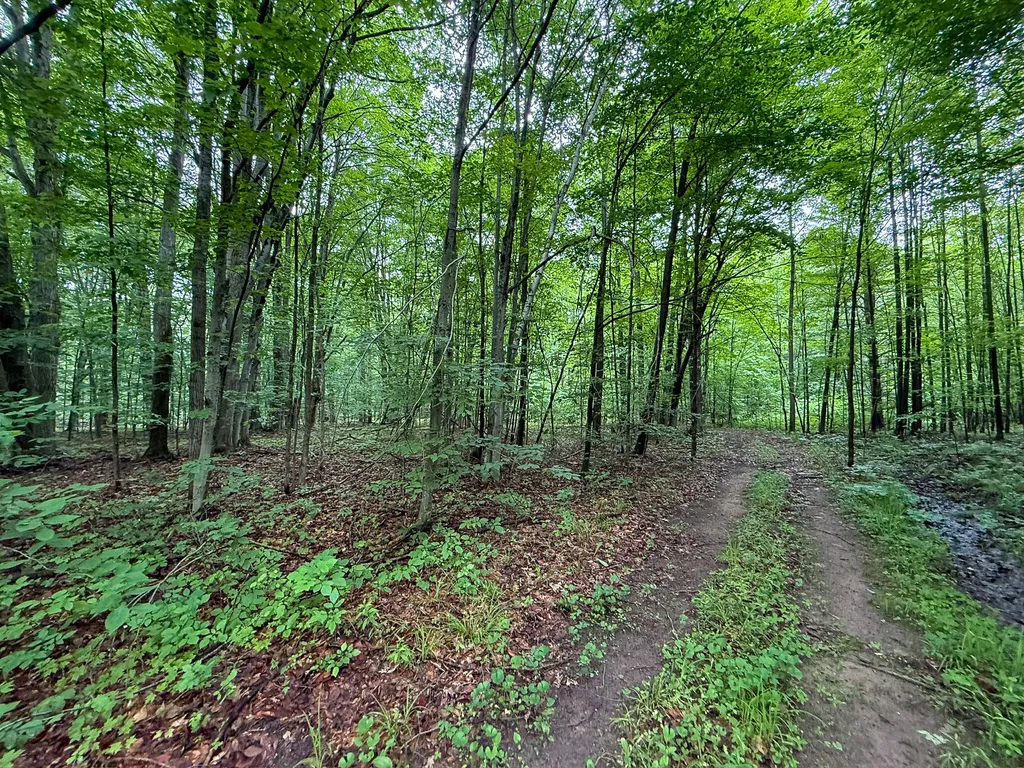 5070 W Sanborn Road Forest Township MI 49651