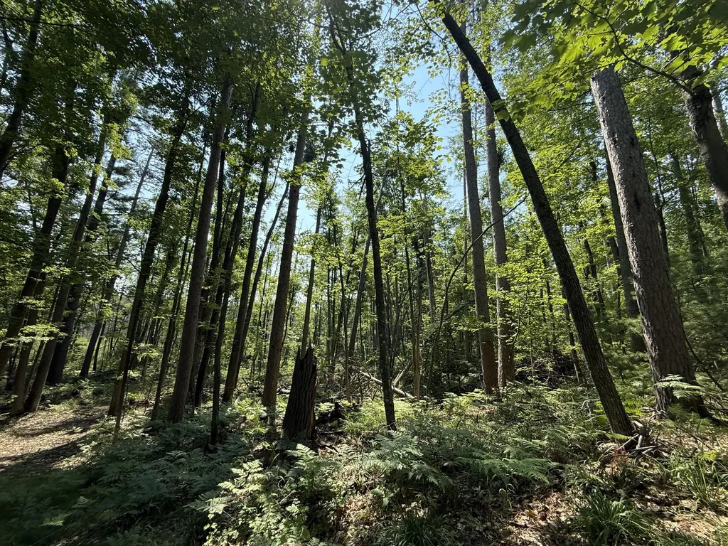 18910 Ellis Lane Hillman Township MI 49746