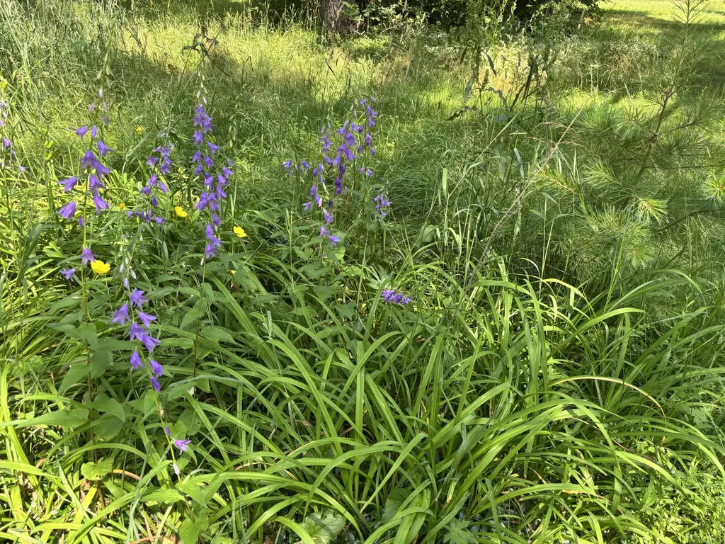 18309 Johnson Road Mecosta Township MI 49346