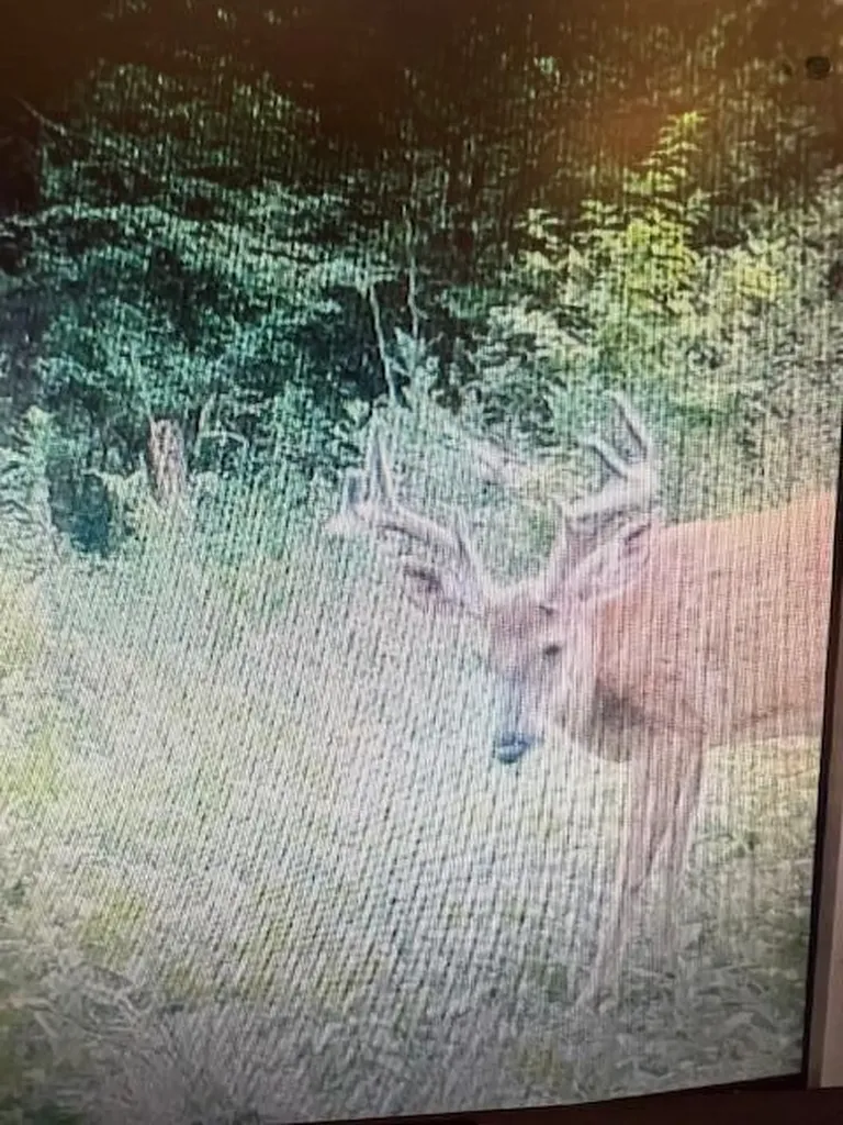 9184 M-37 South Branch Township MI 49689
