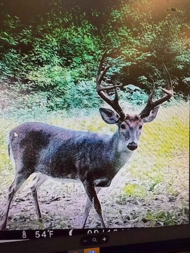 9184 M-37 South Branch Township MI 49689