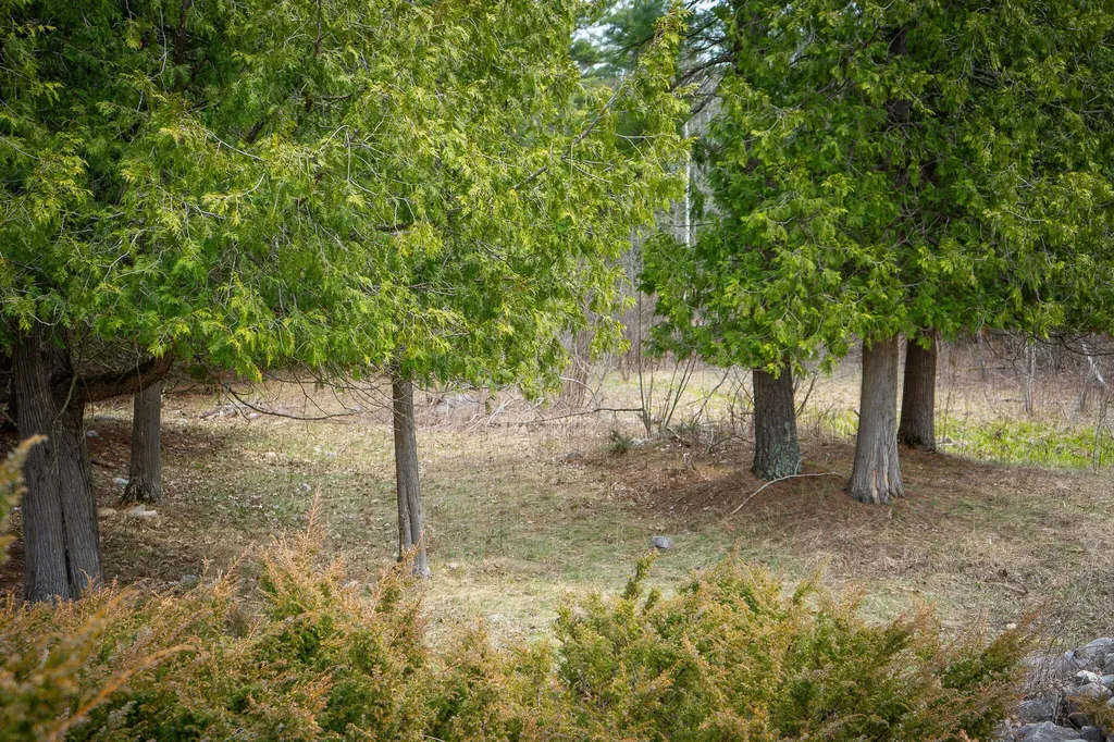 9184 M-37 South Branch Township MI 49689