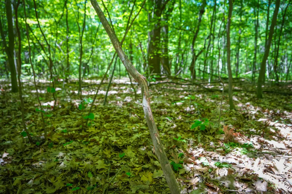 14308 Church Road Winfield Township MI 49329