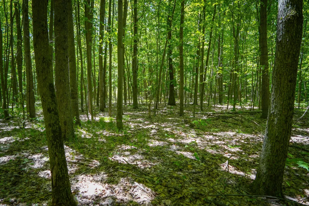 14308 Church Road Winfield Township MI 49329
