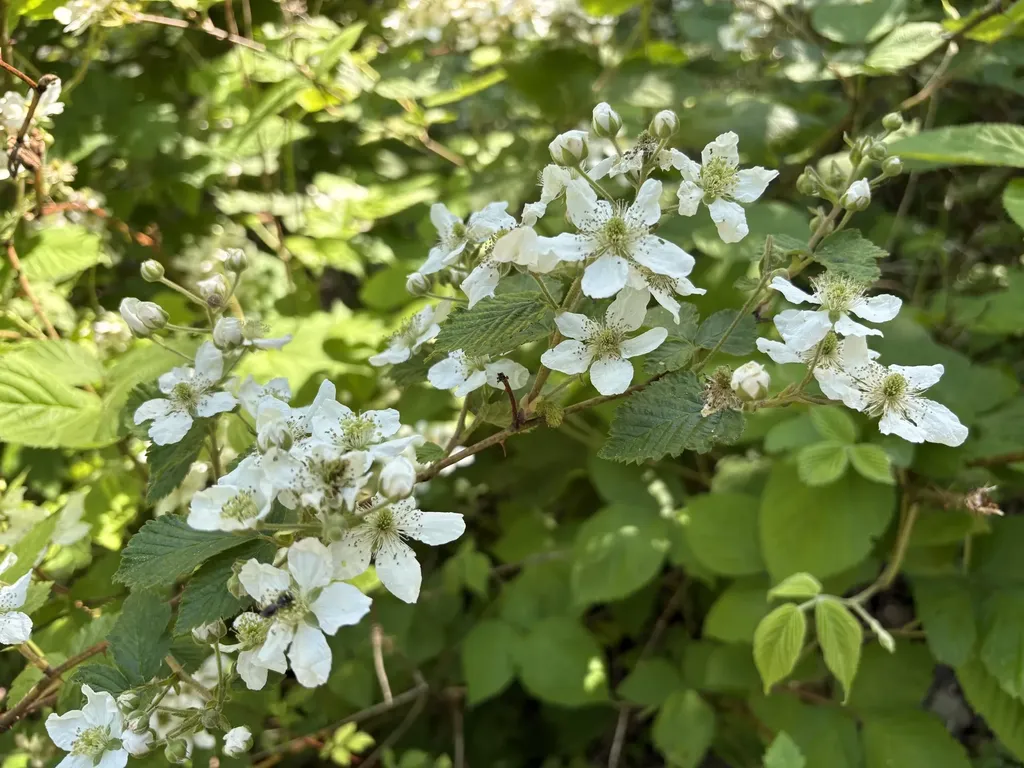 5932 Wilderness Trail Manlius Township MI 49419