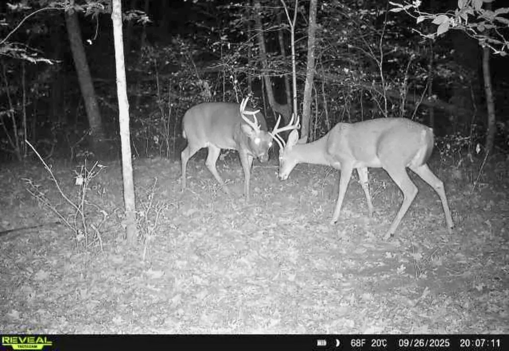 10345 Red Oak Ridge Reynolds Township MI 49329