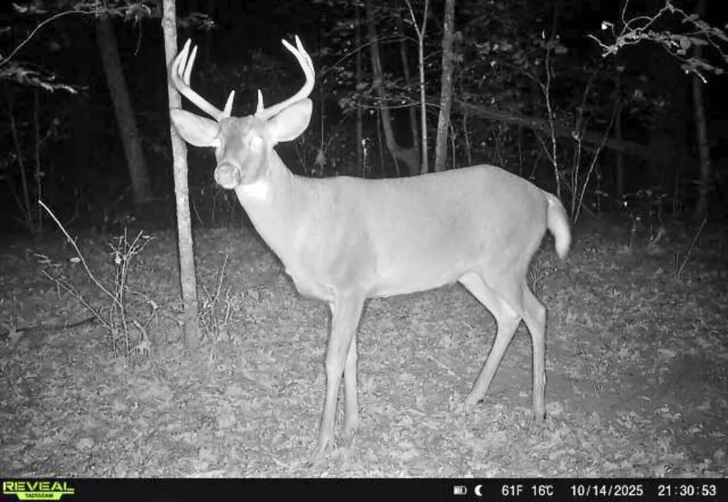 10345 Red Oak Ridge Reynolds Township MI 49329