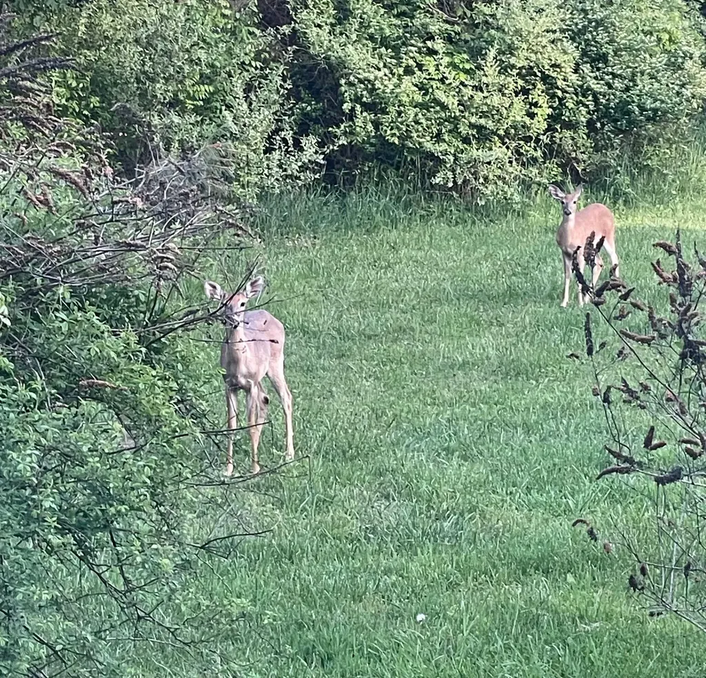7107 West Webster Road Claybanks Township MI 49437