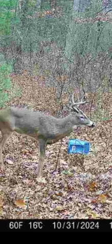 11610 Fogg Lake Road Blue Lake Township MI 49437