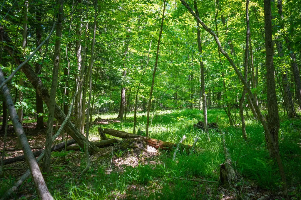 11371 E 40th Street Pinora Township MI 49677