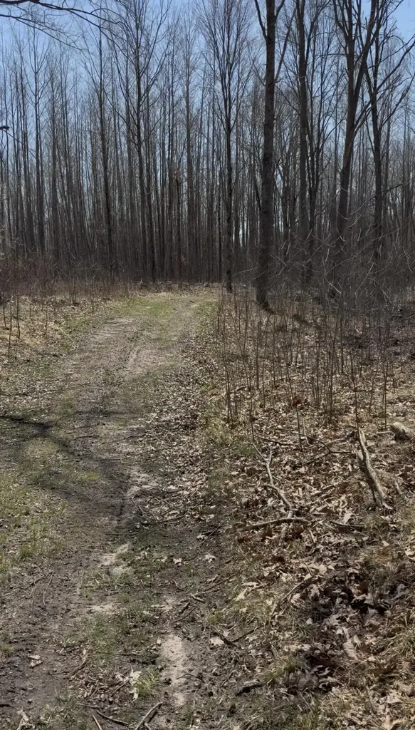 491 Big Stone Lake Orient Township MI 48632