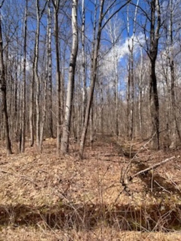 2895 Degeer Court Mills Township MI 48642