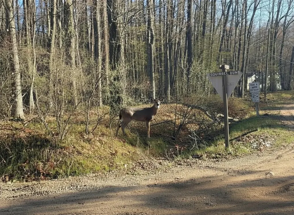 Lot 40 Squirrel Run Lincoln Township MI 48622