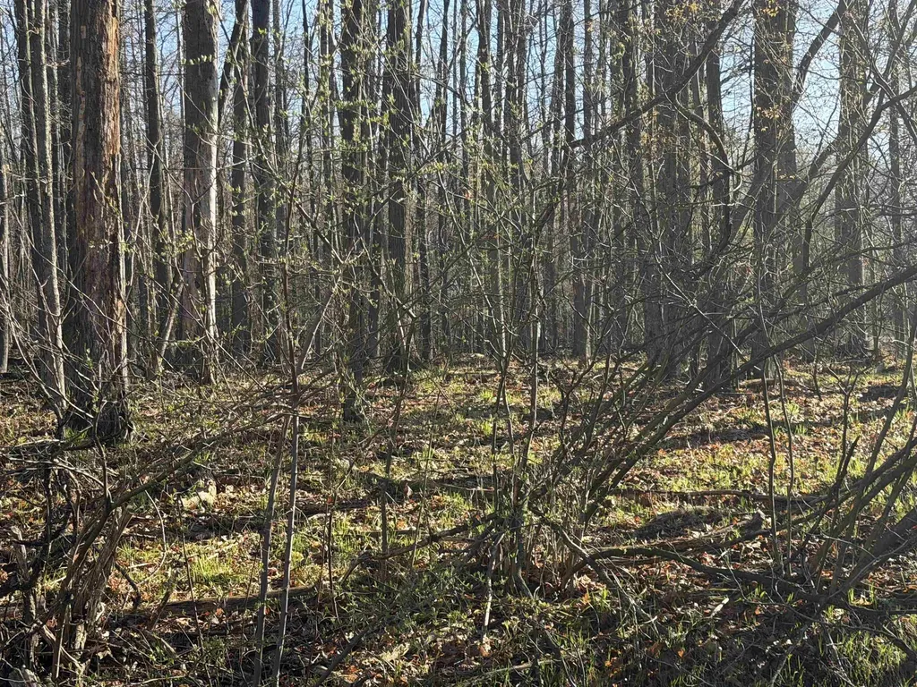 Lot 40 Squirrel Run Lincoln Township MI 48622