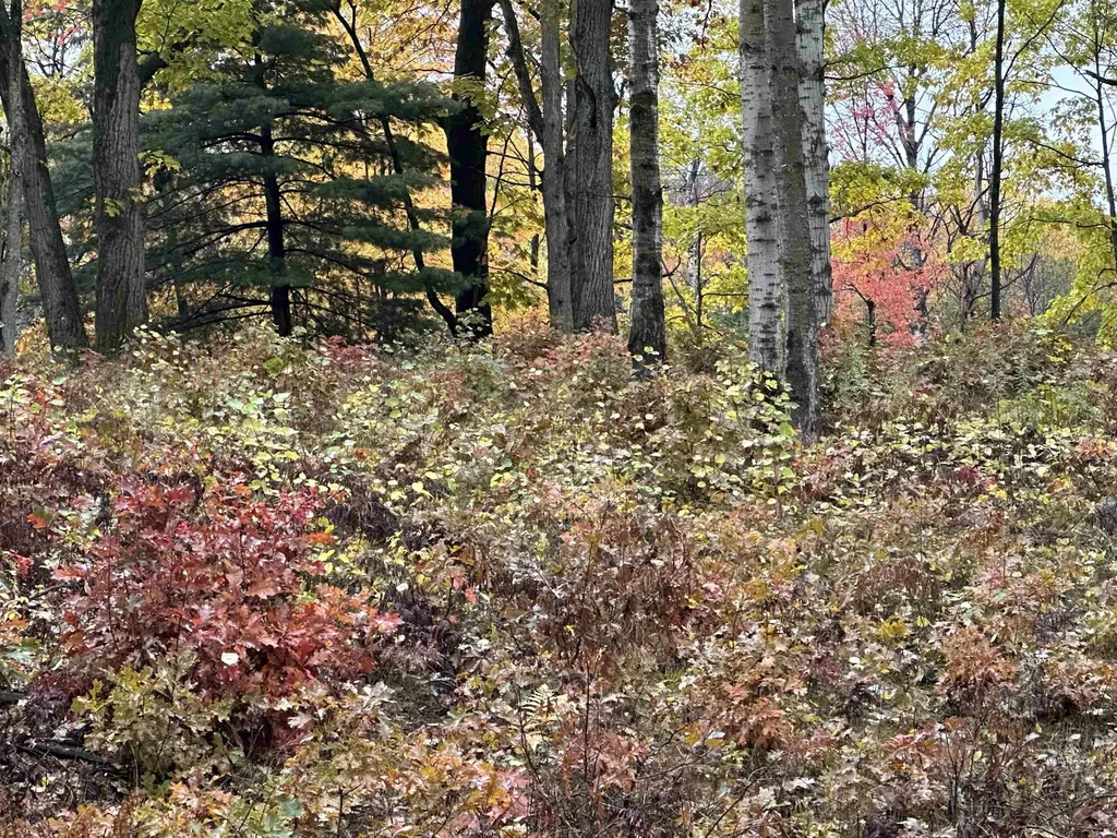 Lot #5 N Circle E Surrey Township MI 48622
