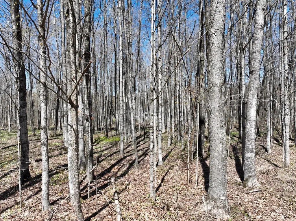 7931 NE Twin Lake Road Coldsprings Township MI 49659