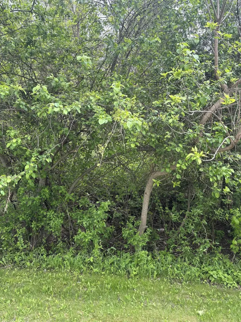 Lot 49 Leona Drive Chippewa Township MI 48858