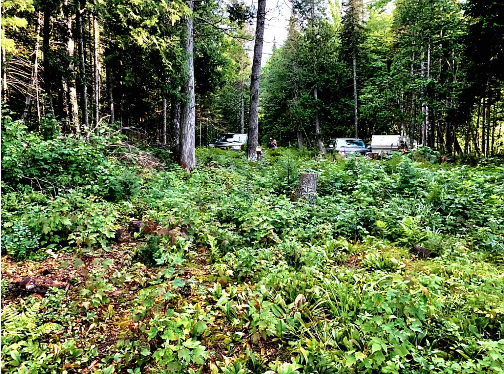 Tbd Keweenaw Pass Road Torch Lake Township MI 49945