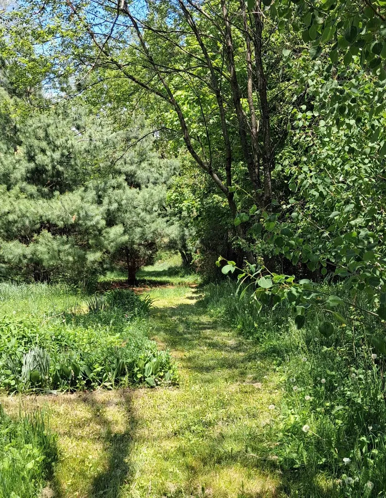 8195 E Broomfield Road Chippewa Township MI 48858