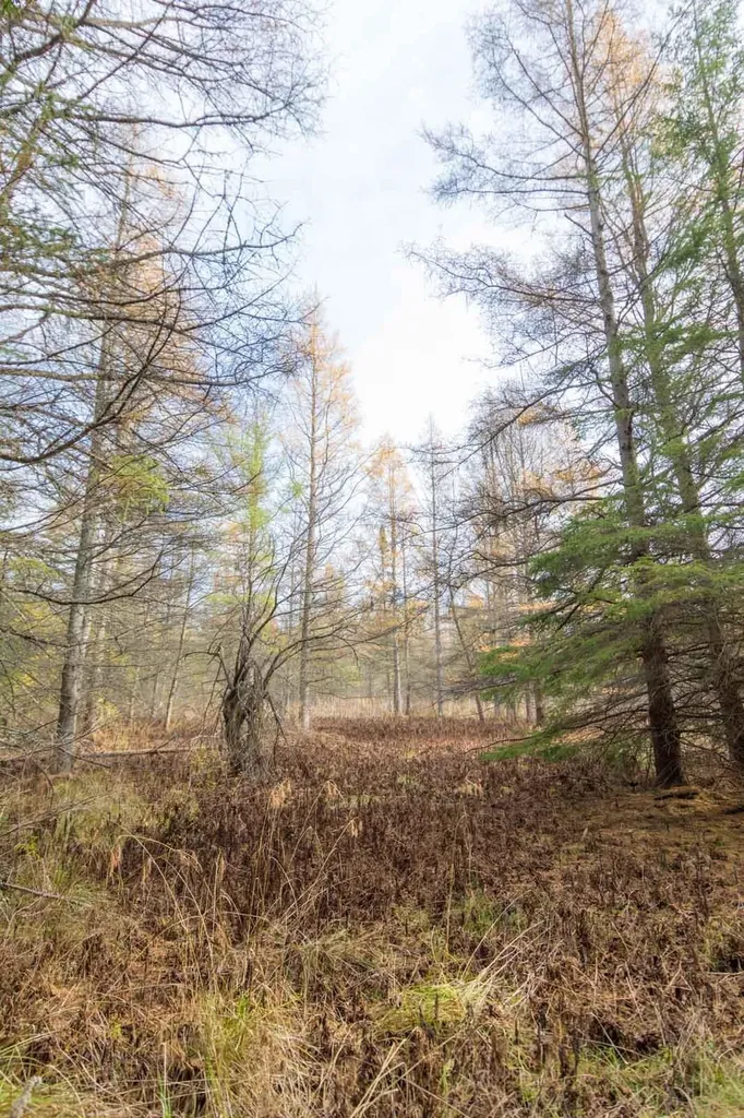 0000 E Bellinger Road Kasson Township MI 49621