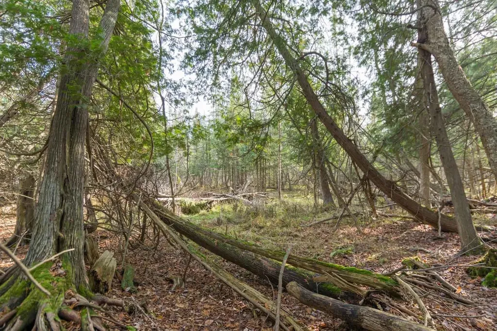 0000 E Bellinger Road Kasson Township MI 49621