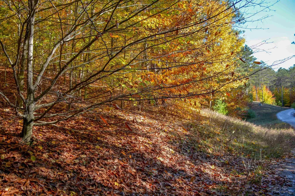W Timber Lane Kasson Township MI 49630
