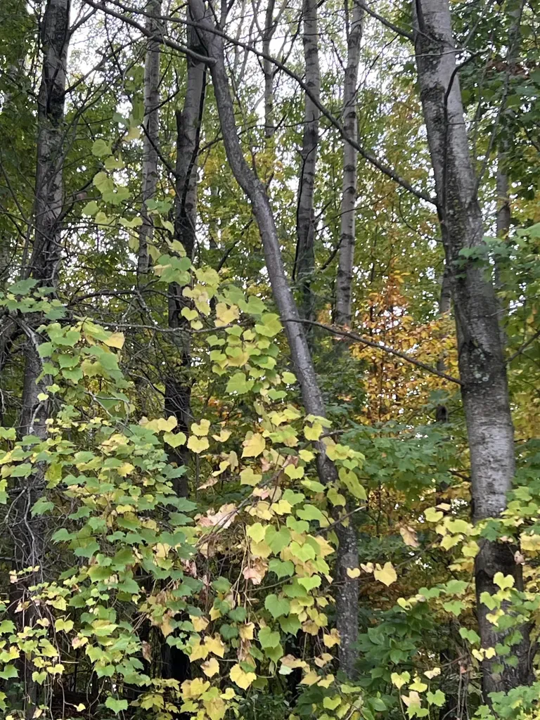 Lot 77 Valley View Court Milton Township MI 49676