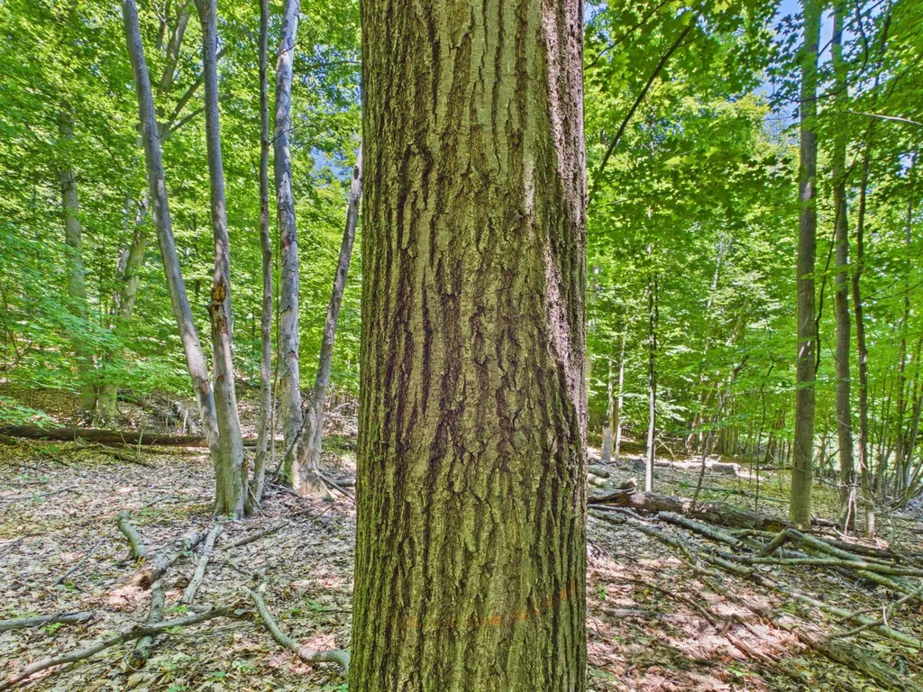 00 S Schomberg Road Leland Township MI 49653