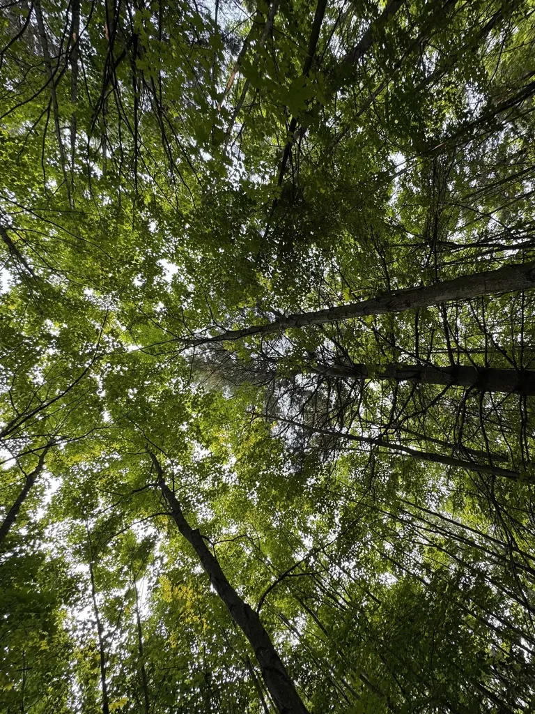 Lot #2 E Bellinger Road Kasson Township MI 49621