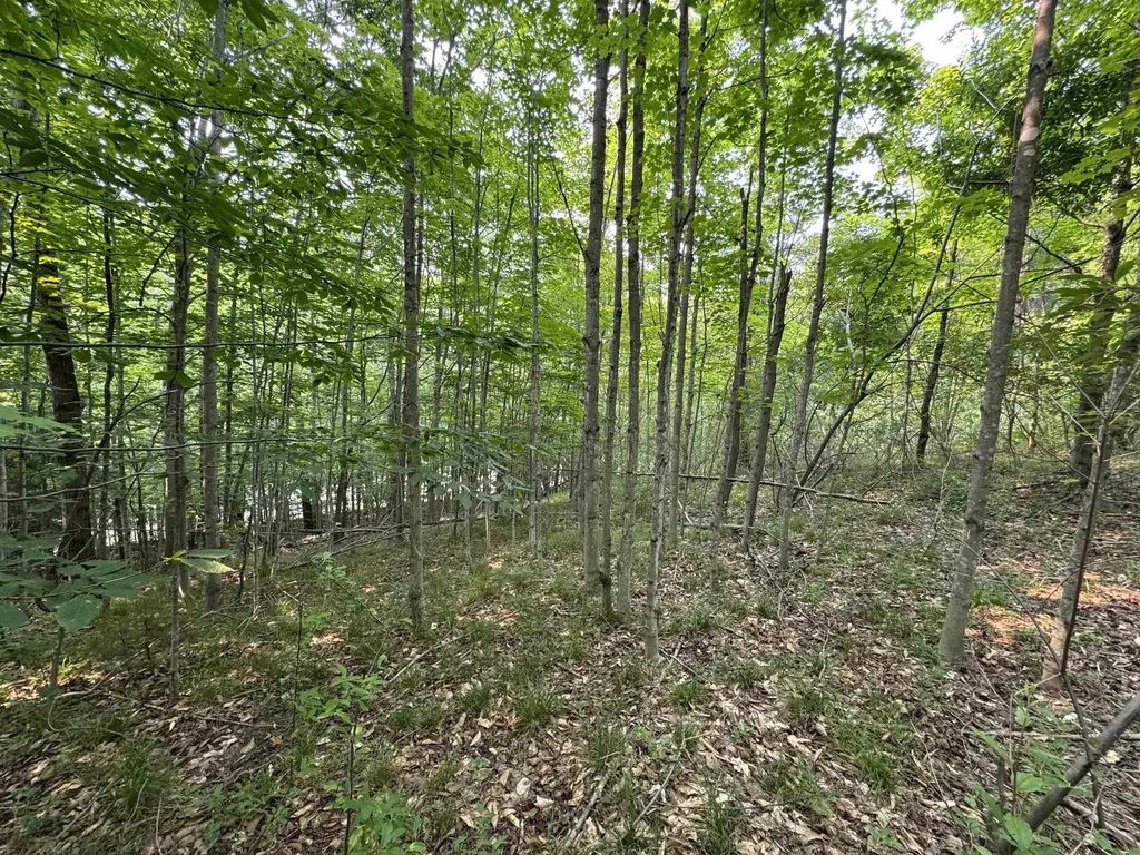 Lot #2 E Bellinger Road Kasson Township MI 49621